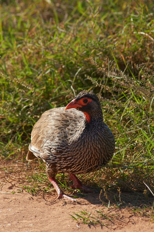 The plural of grouse is grouse or grouses